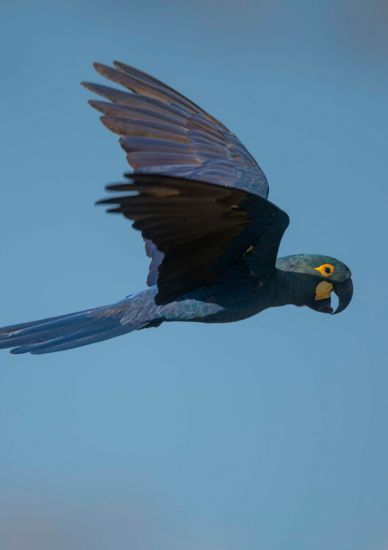 Arara-azul-de-lear