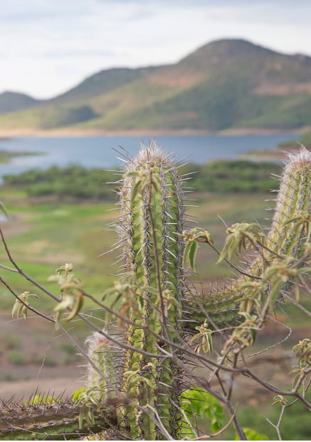 Cactos