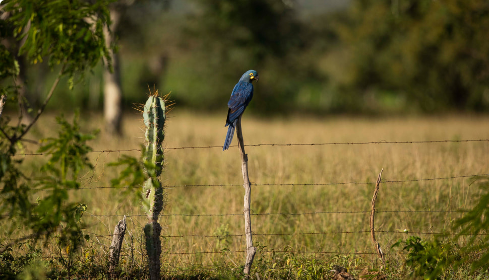 Arara-azul-de-lear image